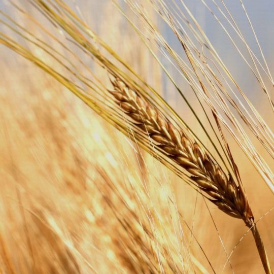 teh barley alami Android SmartPhone Wallpaper