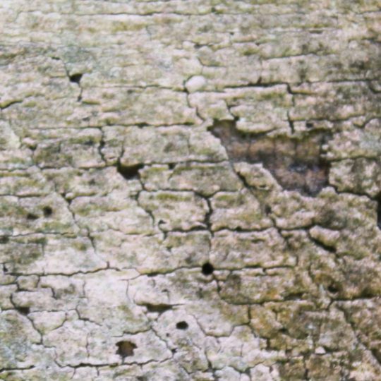 Haikabe Android SmartPhone Wallpaper