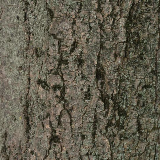 Lumut-lumut pohon coklat hijau Android SmartPhone Wallpaper