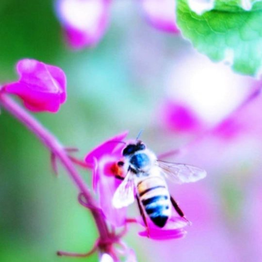 Bee alam blur bunga Android SmartPhone Wallpaper