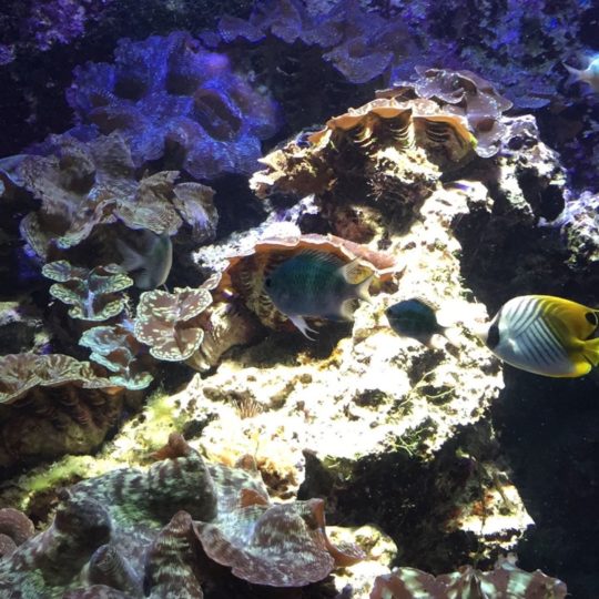 ikan tropis hewan kelompok air tropis Taman Android SmartPhone Wallpaper