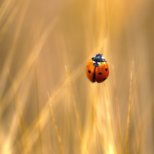 ladybug hewan Android SmartPhone Wallpaper