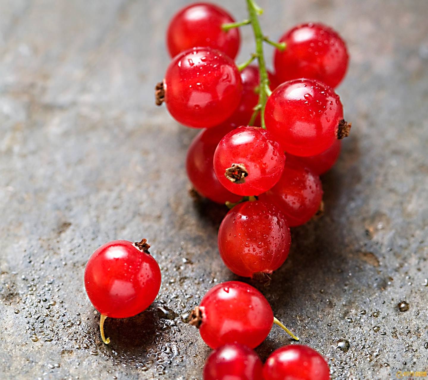 Маленькие кислые ягоды. Кислая клюква. Красная кислая ягода. Cranberries ягода. Red bayberry.