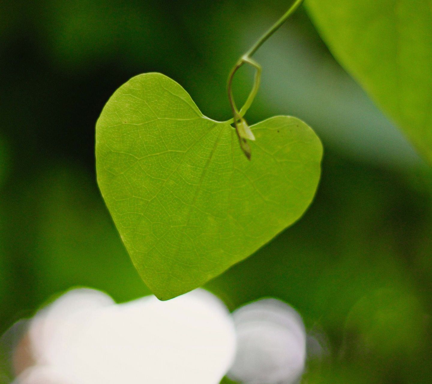 Heart Shaped leaves Wallpaper. Shapes at nature.