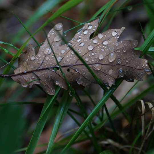 alam dry leaves Android SmartPhone Wallpaper