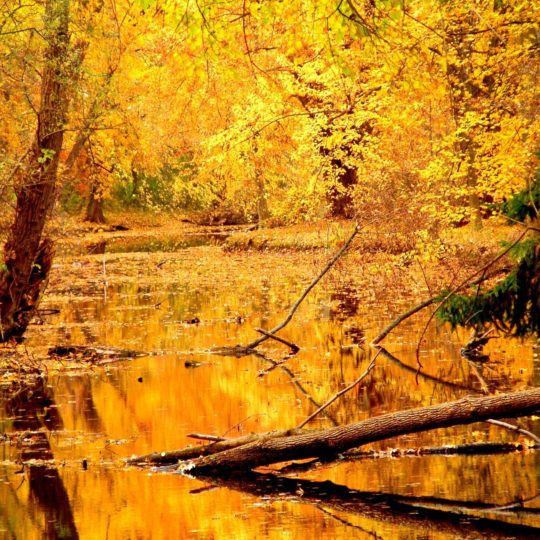 pemandangan daun musim gugur kuning Android SmartPhone Wallpaper