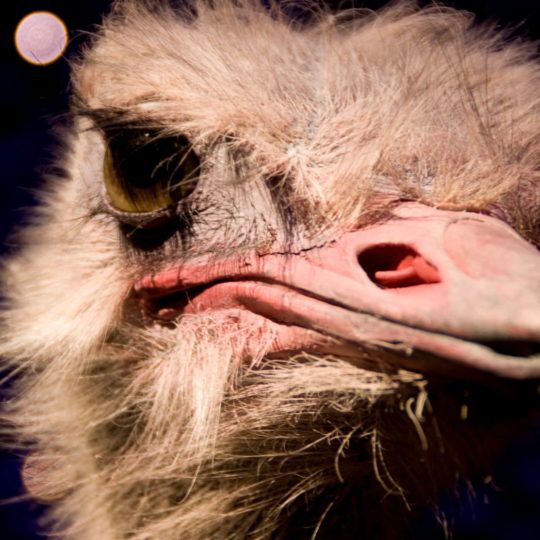 Hewan ostrich Android SmartPhone Wallpaper