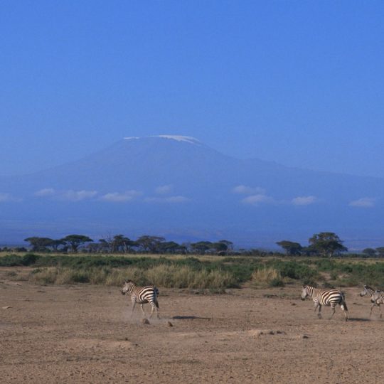 pemandangan Savannah Android SmartPhone Wallpaper