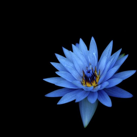 biru bunga alami Android SmartPhone Wallpaper