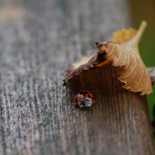 ladybug hewan Android SmartPhone Wallpaper