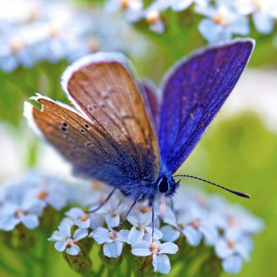 Hewan biru kupu-kupu Android SmartPhone Wallpaper
