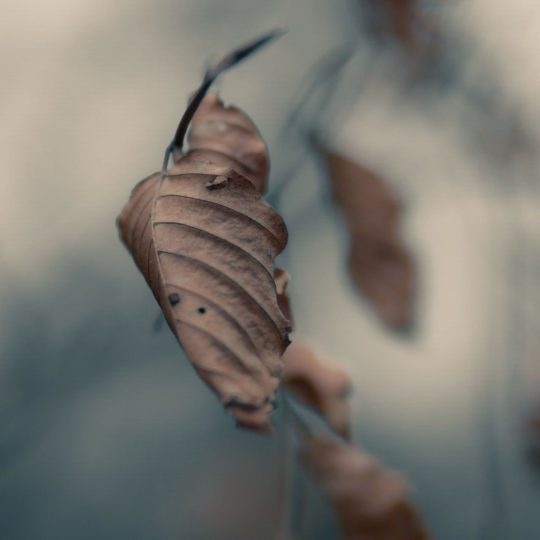 alam dead leaf tea Android SmartPhone Wallpaper