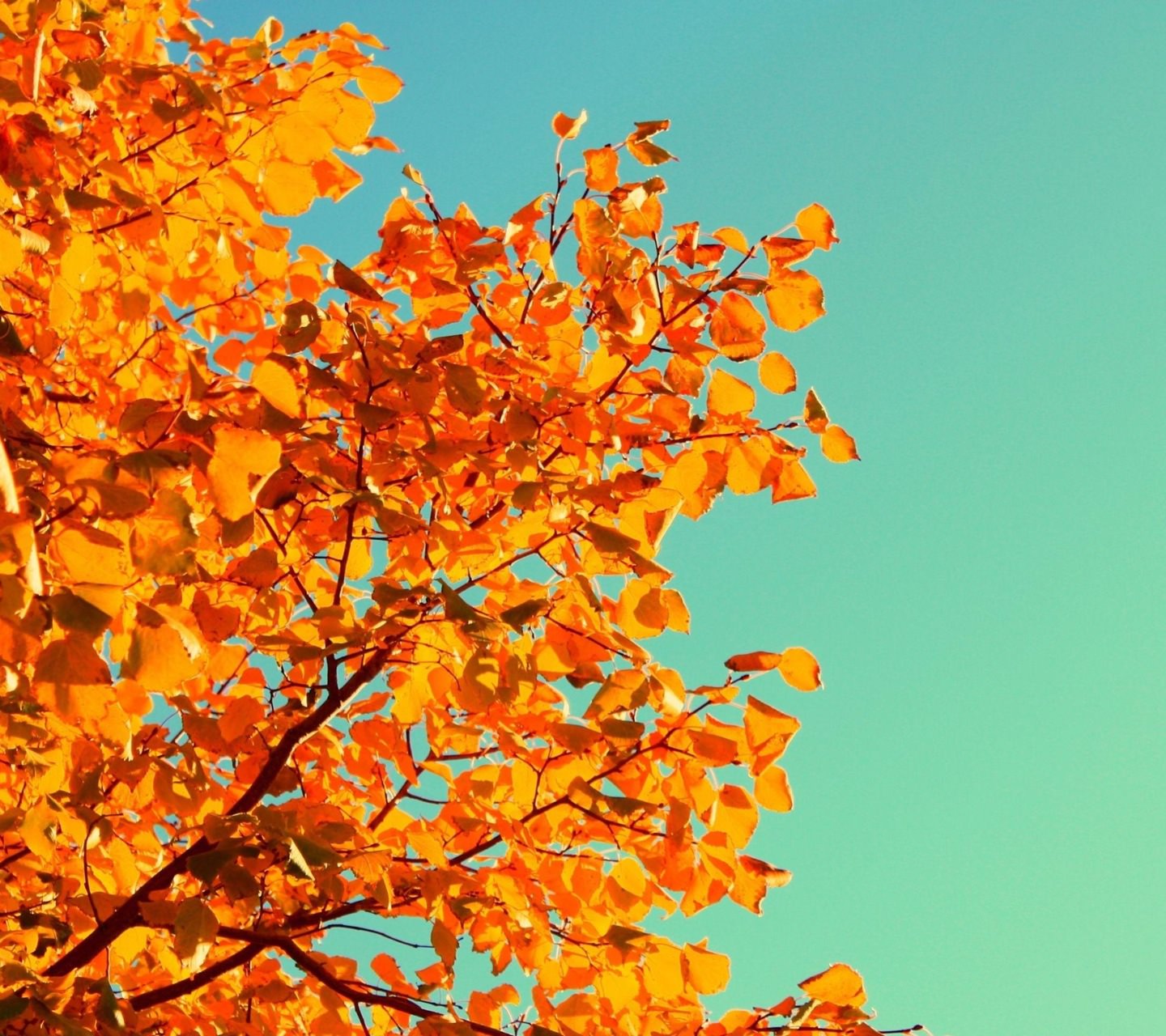  daun  musim gugur  jeruk alami wallpaper  sc Android
