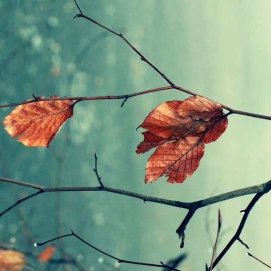 alam dead leaf tea Android SmartPhone Wallpaper