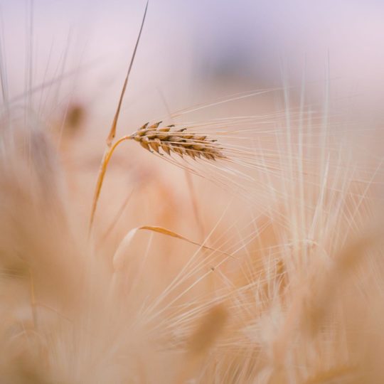 alam wheat Android SmartPhone Wallpaper