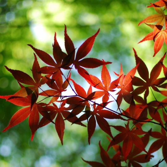 daun musim gugur merah alami Android SmartPhone Wallpaper