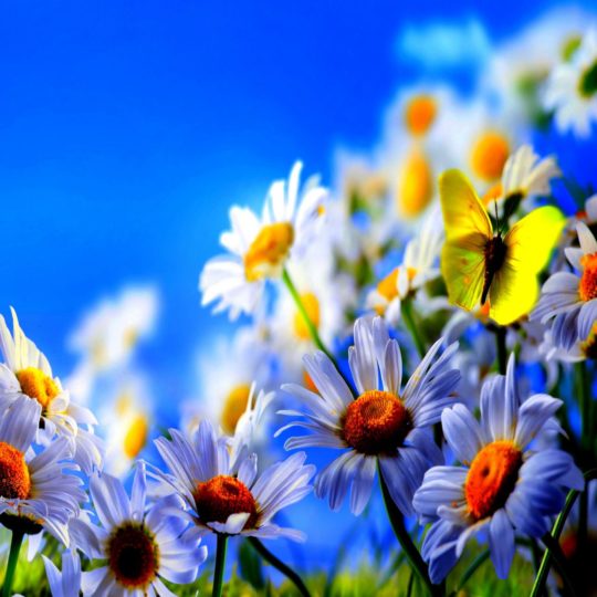 alam  bunga  putih  biru Android SmartPhone Wallpaper