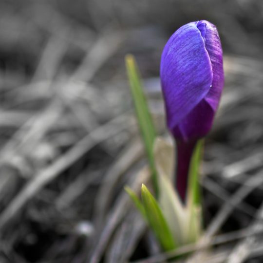 bunga alami ungu Android SmartPhone Wallpaper