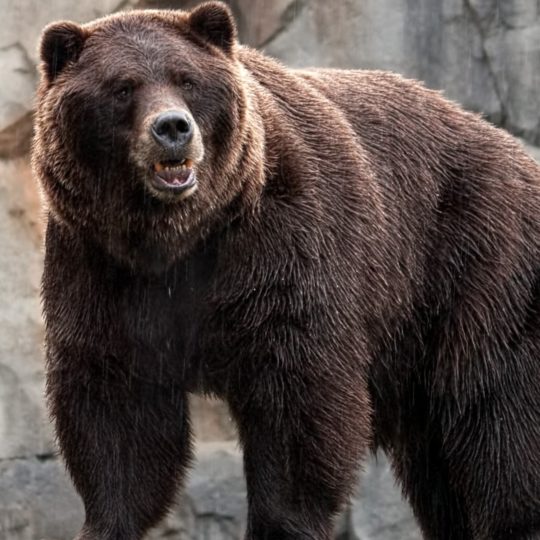 beruang hewan Android SmartPhone Wallpaper