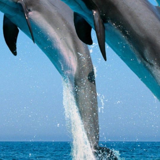 lumba-lumba hewan Android SmartPhone Wallpaper