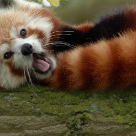 panda merah hewan Android SmartPhone Wallpaper