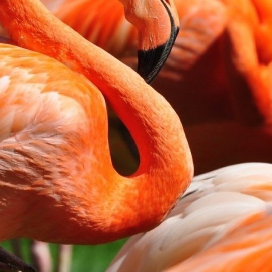 Hewan Flamingo Android SmartPhone Wallpaper