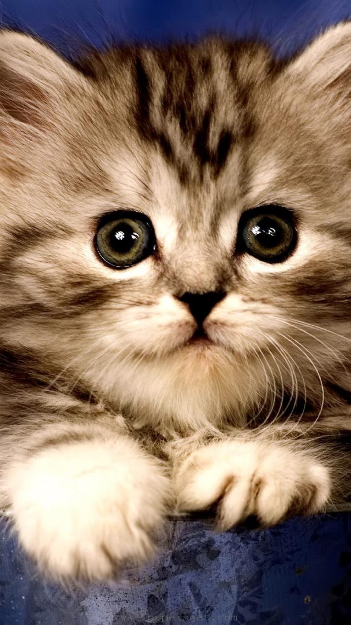  kucing  kitten wallpaper  sc Android 