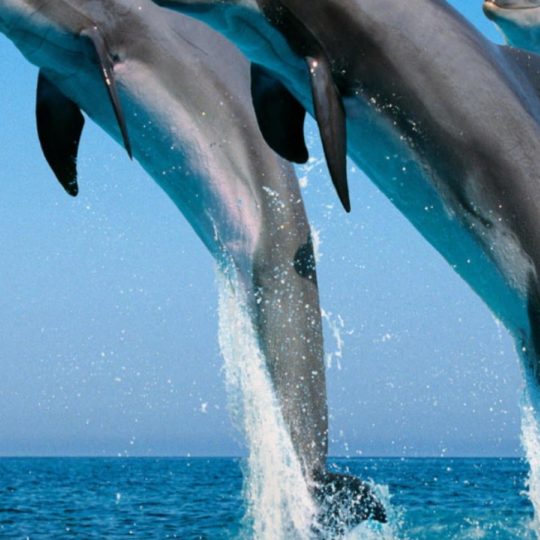 lumba-lumba hewan Android SmartPhone Wallpaper