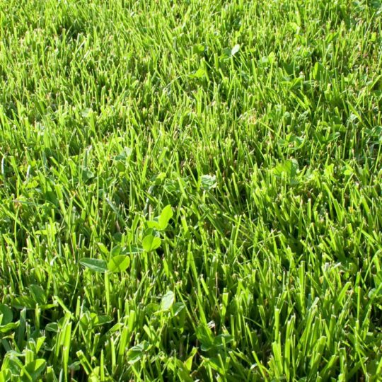hijau rumput alam Android SmartPhone Wallpaper