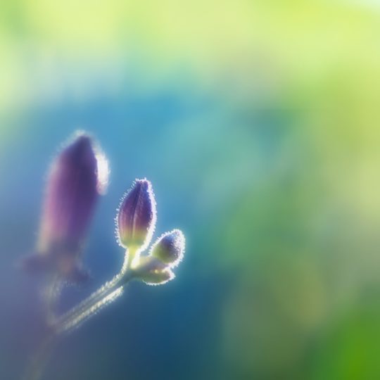 bunga alami ungu Android SmartPhone Wallpaper