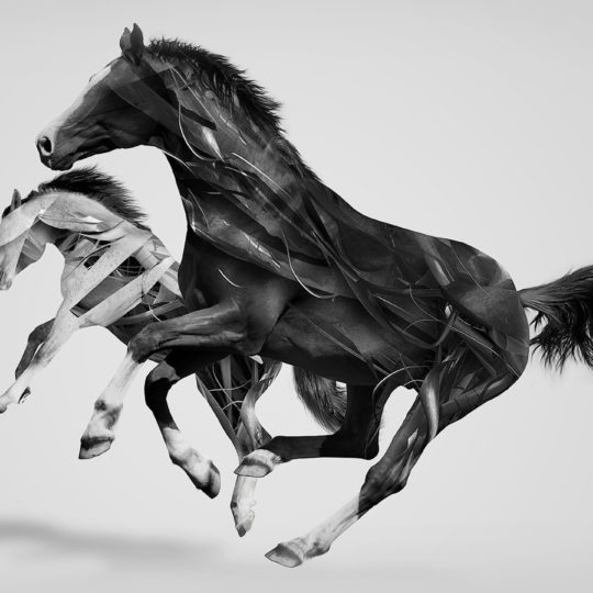 kuda hewan Android SmartPhone Wallpaper