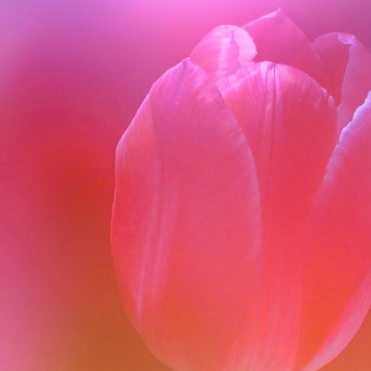 merah bunga alami Android SmartPhone Wallpaper