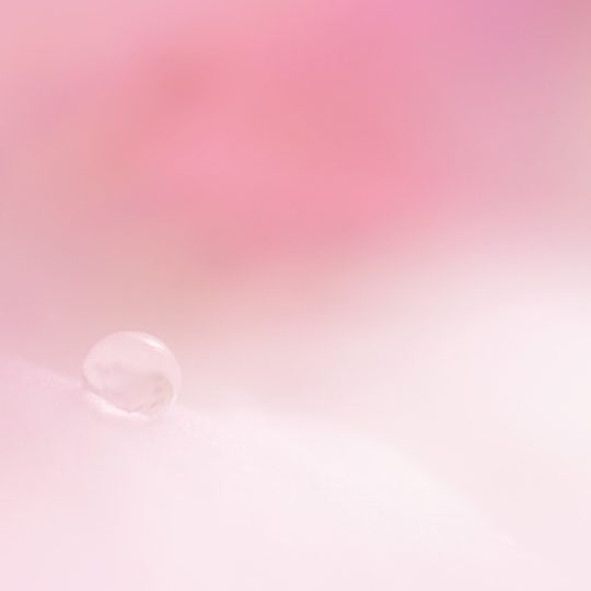 bunga merah muda alami Android SmartPhone Wallpaper