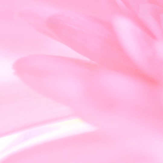 bunga merah muda alami Android SmartPhone Wallpaper