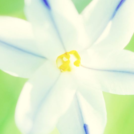 putih bunga alami Android SmartPhone Wallpaper