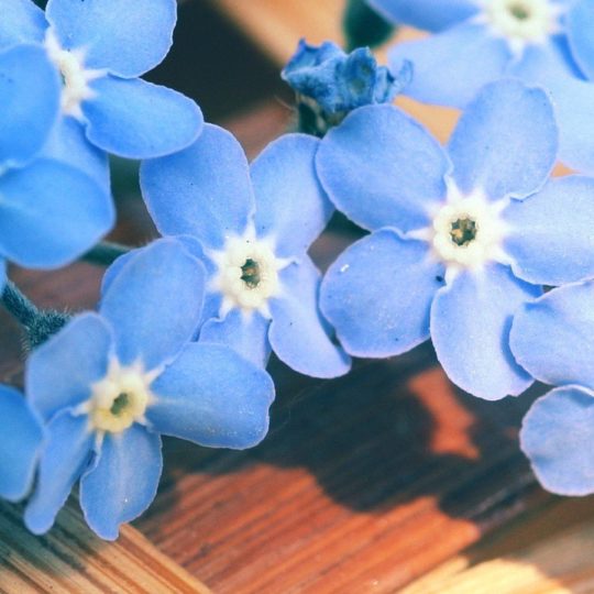 biru bunga alami Android SmartPhone Wallpaper