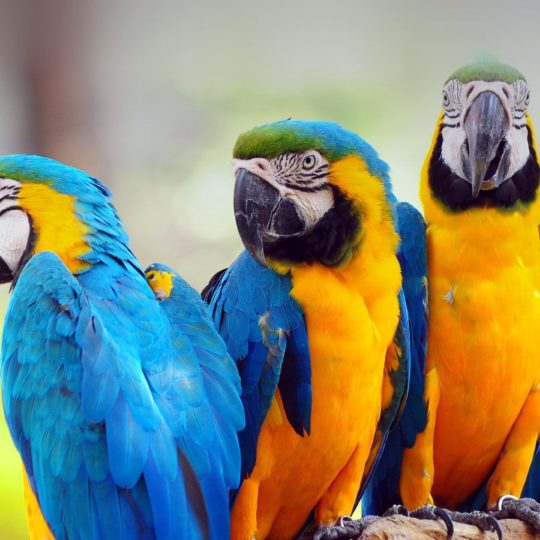 burung berwarna-warni Android SmartPhone Wallpaper
