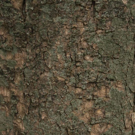 Lumut-lumut pohon coklat hijau Android SmartPhone Wallpaper