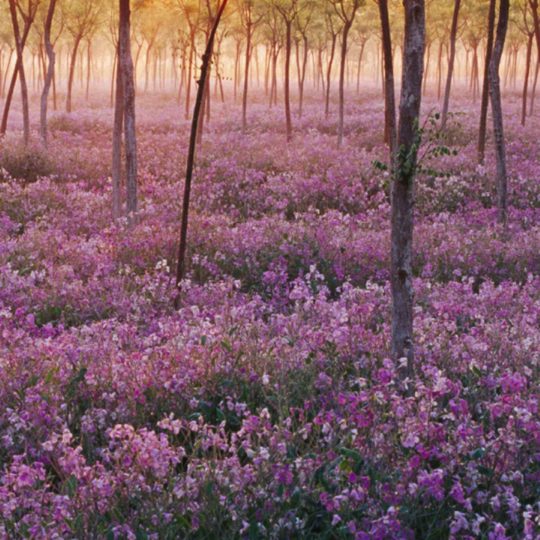 views pohon bunga ungu Android SmartPhone Wallpaper