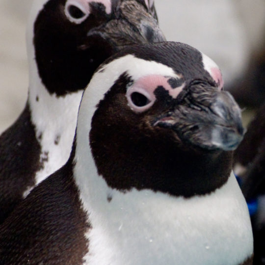 penguin hewan Android SmartPhone Wallpaper