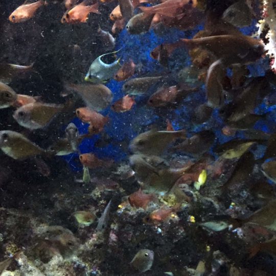 ikan tropis hewan kelompok air tropis Taman Android SmartPhone Wallpaper