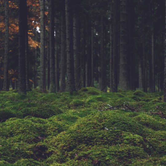 lumut hutan lanskap Android SmartPhone Wallpaper