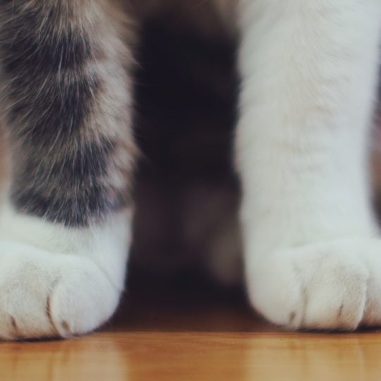 kucing tangan hewan Android SmartPhone Wallpaper