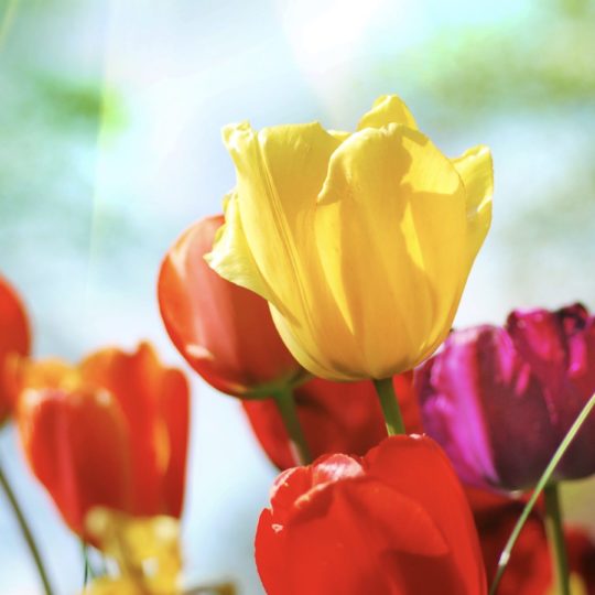 Bunga tanaman berwarna-warni Android SmartPhone Wallpaper