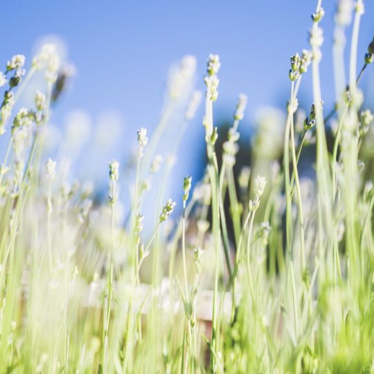 tanaman lanskap, hijau, dan biru Android SmartPhone Wallpaper