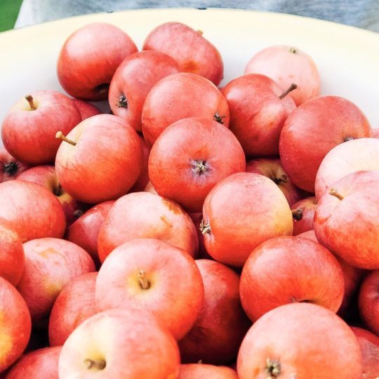 Makanan apel merah Android SmartPhone Wallpaper