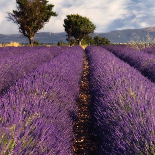 Lavender lanskap bunga Android SmartPhone Wallpaper