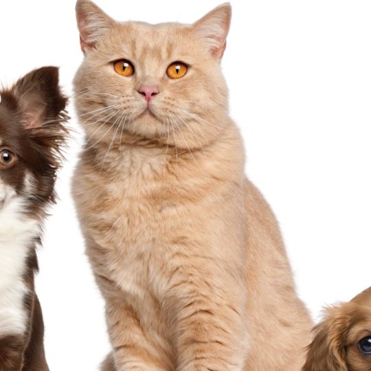 wanita-ramah hewan kucing anjing Android SmartPhone Wallpaper