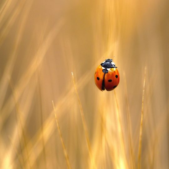 ladybug hewan Android SmartPhone Wallpaper