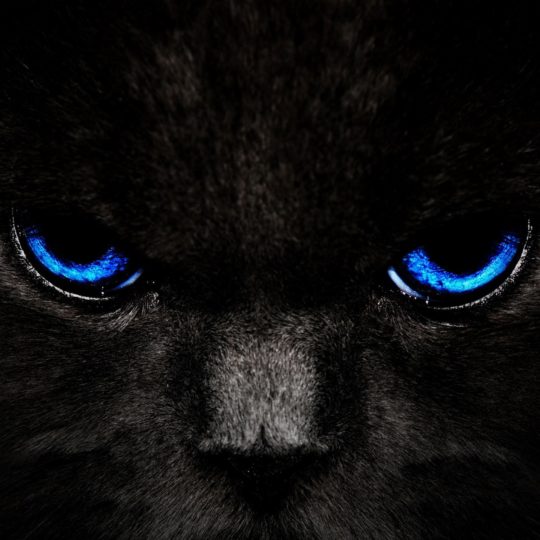 Kucing kucing hitam Android SmartPhone Wallpaper